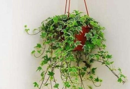 2. 薄荷：清新的睡眠伴侣