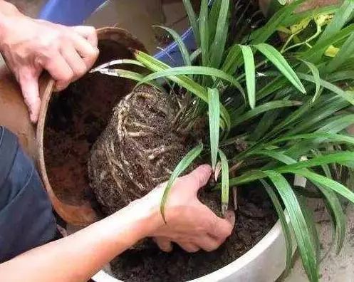 铁甲球换盆步骤解析，如何正确进行铁甲球植物换盆操作