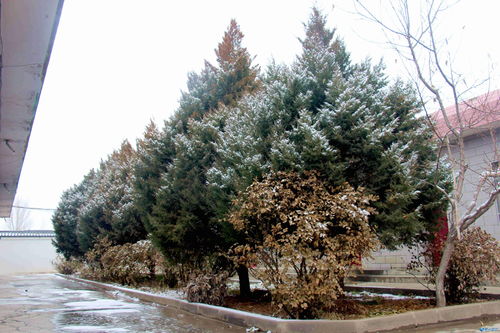 雪松雪景美不胜收