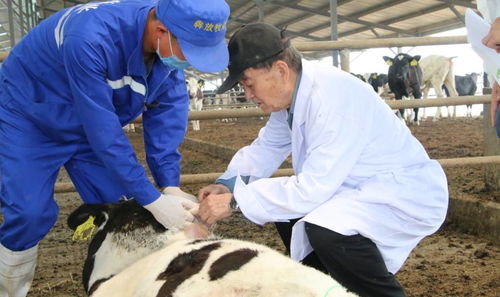 奶牛标准化生产是提升我国奶业竞争力的关键途径