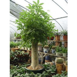 家里财位放什么植物最旺财？这些植物你一定要知道