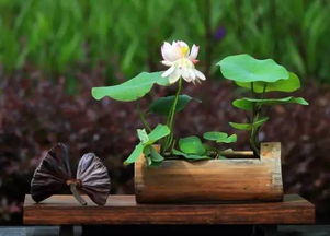 佛手瓜发芽种植技巧中，佛手瓜育苗养护指南有哪些关键步骤需要注意