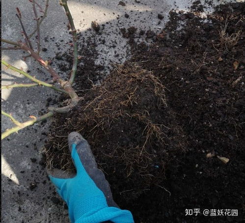 月季发芽后还能进行换盆操作吗？