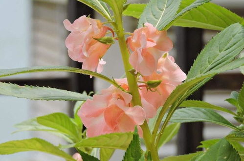 揭秘洋兰盛开的秘密：季节之花，农业大热门！