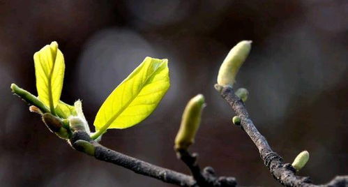 四月份杏树未发芽的原因