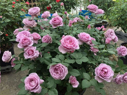 秋季月季叶子少，该施什么肥料？