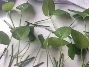 绿萝枝条插种的可嫩性