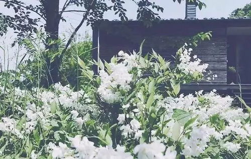 庭院角落的美丽变身