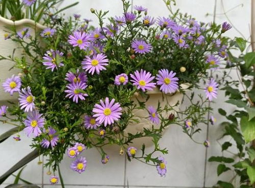 经典观花类