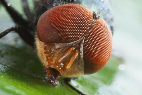 苍蝇的烦恼，农药来解决？