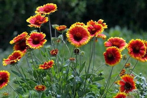 播种， 像撒种子一样简单