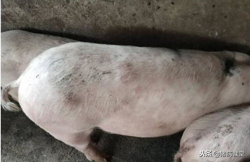 如何详细掌握猪丹毒病的临床诊治方法和防控要点？