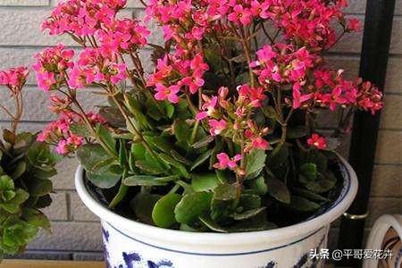 九节兰养护攻略：轻松养出爆品花！