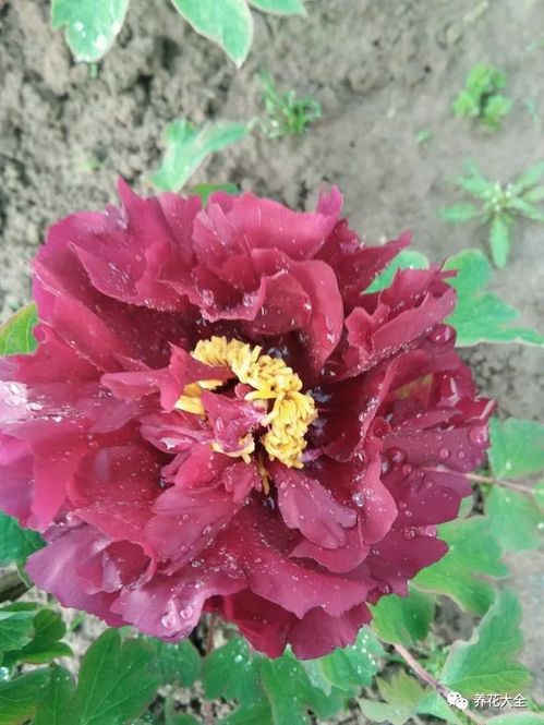 牡丹花枝为何突然干枯？