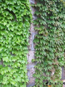 喷白涂白：防晒又驱虫