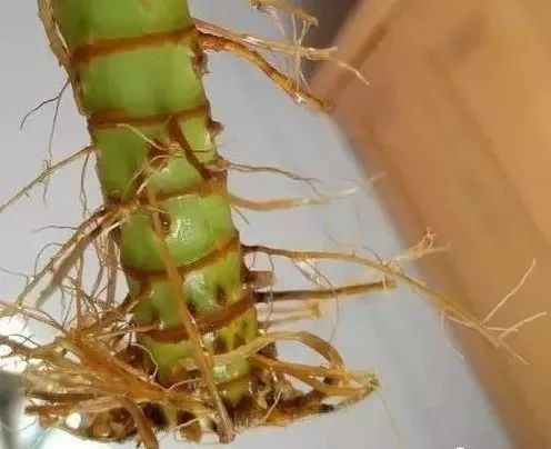 如何拯救富贵竹黄叶，避免再花冤枉钱？