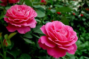 月季花：活血调经的良药