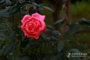 月季花园里的五彩斑斓