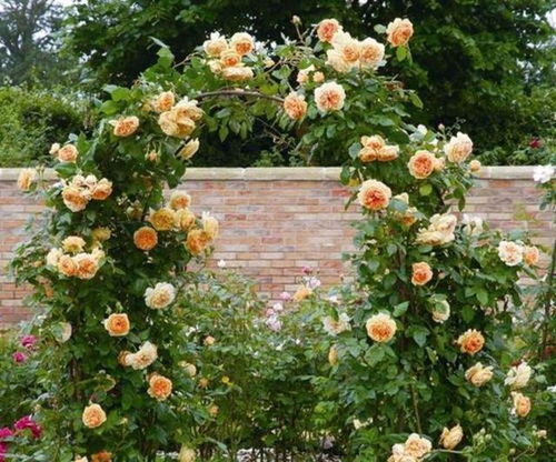 月季爬藤以牵引好，换盆操作要怎么搞？