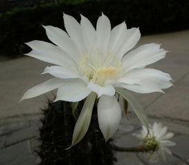 昙花，为何总在仙人球上绽放