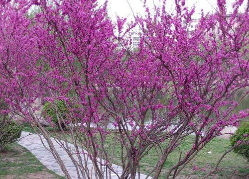 嫁接的蕞佳时机