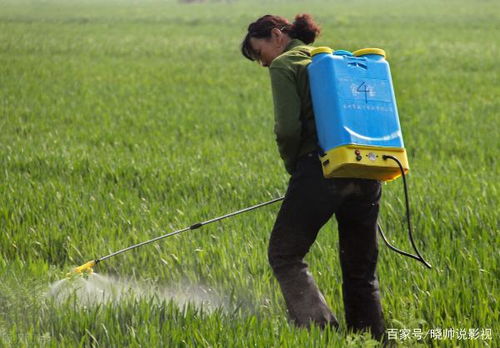 喷施后下雨，影响大不大