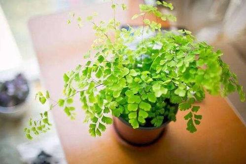 室内养铁线蕨注意事项：是否适宜家庭种植？