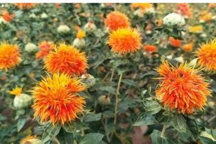 授花受粉、果实套袋、配方施肥、花前复剪、果园种草、分期采优、夏季疏枝促花十项促优措施，促使果树品种结构和树龄结构日趋合理，果品产量和...