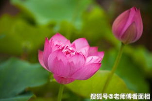 “花开时爱意浓——这句花语背后