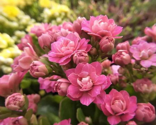 2. 玉兰：红墙下的富贵花