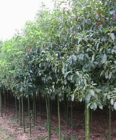 苗圃的悲剧， 200斤种子霉变，后来改用“干湿交替法”才救回来！