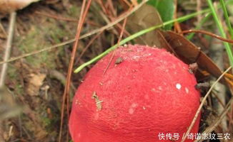 野生菌种植技术是指利用人工方法在适宜条件下培育野生菌类的方法