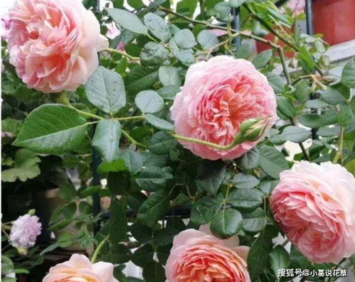 肥水管理，月季花梗健康