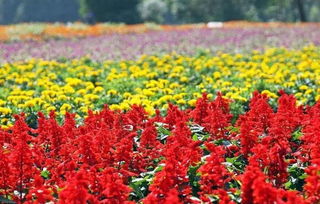 云南花卉比重大的原因及优势分析