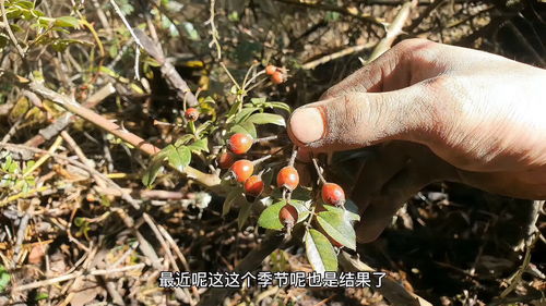 山木香树的外貌特征有哪些？叶子是绿色的吗