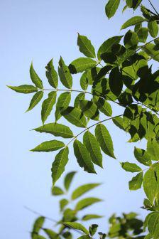 树木的识别与欣赏