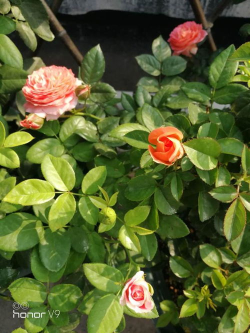 修剪与整形：月季的美丽造型师