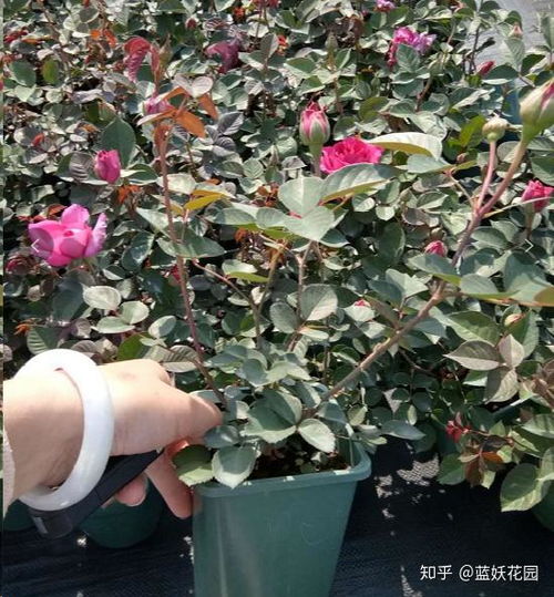 月季小苗养护小窍门：花苞剪不剪， kankan就知道