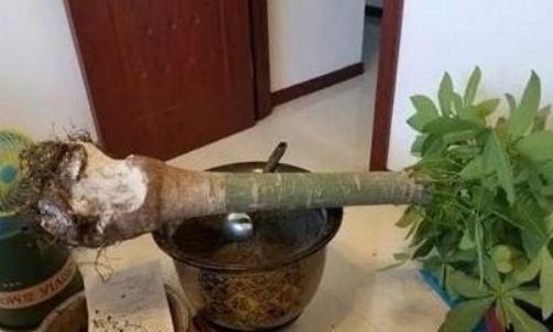 金山棕浇水过多会导致烂根，请问如何掌握正确的浇水频率