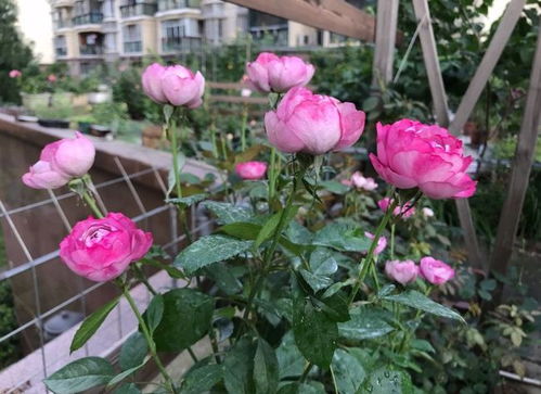 羊脂香水月季，美得不像话