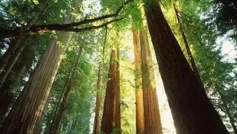 病虫害防治:秋季发生的虫害世代积累严重,虫龄老幼不整齐,较春、 夏季虫龄整齐时防治的难度增加彳艮多,一般防治一次或一种农药一个......