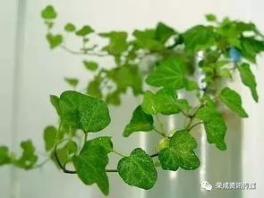 养植物的小技巧