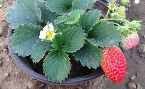 盆栽草莓开花后怎么养？如何保证果实饱满