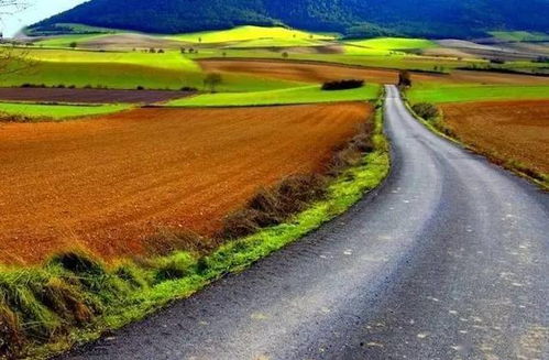 高速隔离带上的那些花儿，你知道吗？