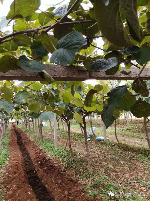 苗木防冻，土壤保温大揭秘！