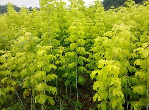 幼苗生长不佳的原因