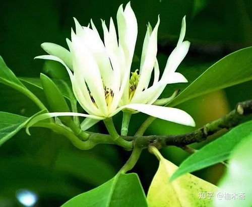 白兰花养护攻略：轻松养出香满屋！