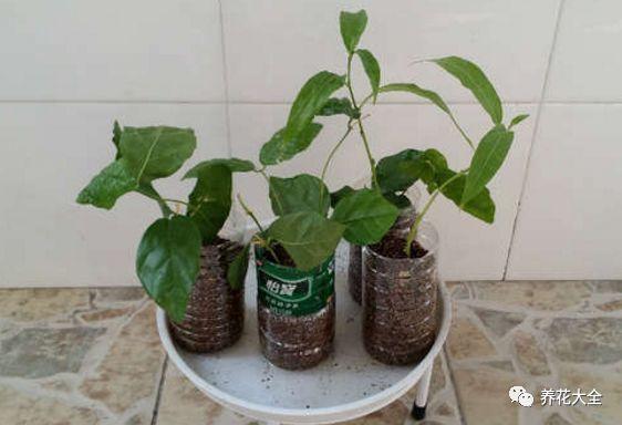 别再瞎折腾了！茉莉扦插生根最快方法