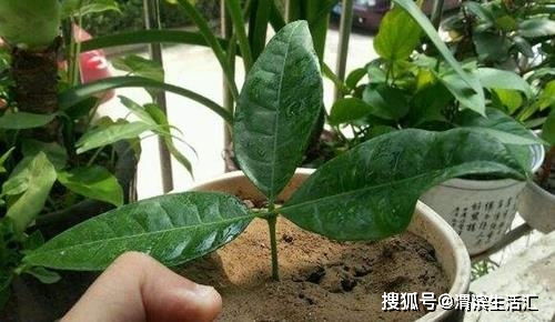 发财树没根了还嫩存活多久？