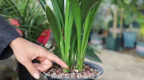 百菌清：兰花杀菌的好帮手